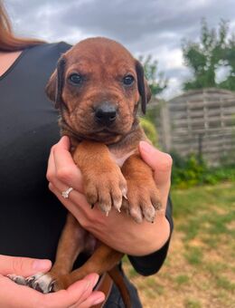 Rhodesian Ridgeback Welpen - Dillingen (Donau)
