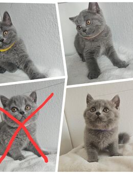 4 süsse Reinrassiger Britischer Kurzhaar - Ingolstadt