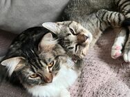 Katzen in liebevolle Hände abzugeben - Halle (Landkreis Holzminden)