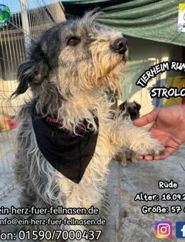 STROLCHI-einer meiner Herzenshunde !!! - Waakirchen