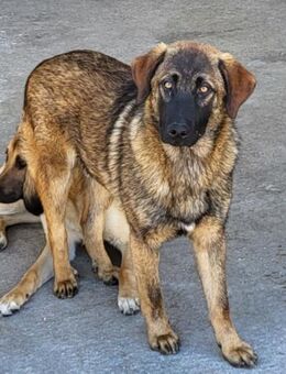 Lieber,feiner Pico 💗 sucht Schutz&Liebe - Hamburg