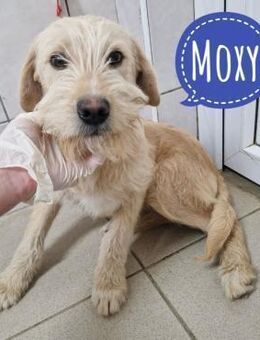 Moxy eine Mimose - Mannheim