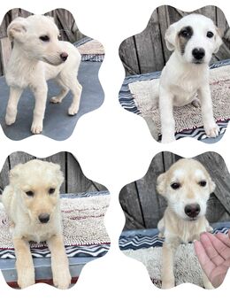 Welpen suchen ein Zuhause 3x ♀️ - Leipzig