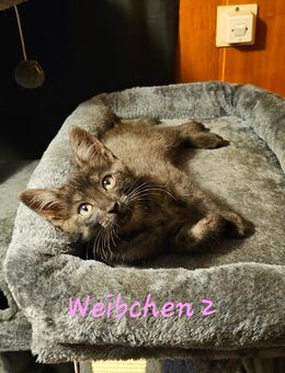 Mainecoon Mix Kitten - Berge (Brandenburg)