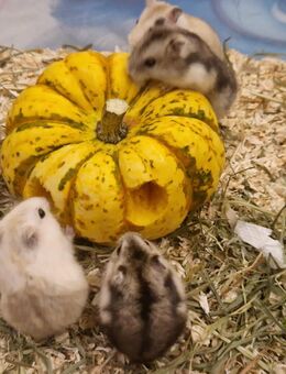 Hamster - Kerpen (Kolpingstadt)