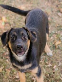 Welpenmädel Mitja 💕 - Laufen