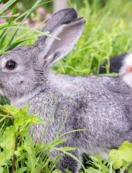 Hasen Kaninchen Futter Pflanzen Samen Hase Gehege Grünfutter Gras Kräuter frisches Saat Ostern Geschenk Idee Futter aus dem rabbit Garten Saatgut Tierfutter insektenfreundlich SWR Treffpunkt Vatertag Sonne - Pfedelbach