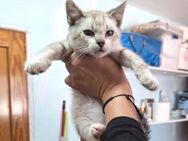 Zutraulicher, junger Kater Mc Eyes - Karlsruhe