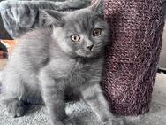 Abgabebereit Bkh Kater Kätzchen kitten blau grau Britisch Kurzhaar katze Kater - Hamm