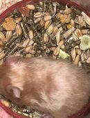 Hamsterbabys abzugeben. in 21698