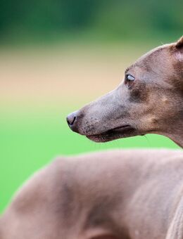 Wurfankündigung: Italienische Windspiele aus liebevoller und fachkundiger Hausaufzucht - Amberg