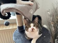 Europäische Kurzhaar-Kater suchen liebevolles Zuhause - Wildau