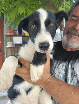 Husky-Mix-Welpe Jay-Jay - Kallmünz