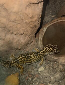 Leopardgeckos - Wilhelmsdorf (Baden-Württemberg)