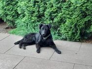 Lance,wartet auf seine Familie - Freilassing