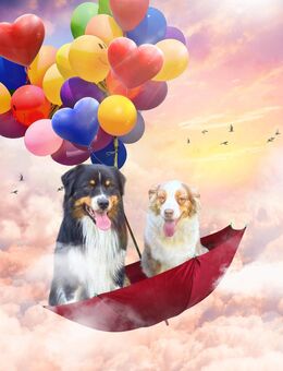 Traumhafte Australian Shepherd Welpen suchen Ihre Familien - Nienburg (Weser)