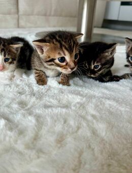 Bengal/BKH Kitten Katze - Rastatt