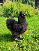 Seidenhuhn Hahn Grünleger in 99735