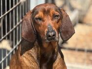 Buddy Mix Rüde ca.3,8 Jahre alt in GR - Reutlingen