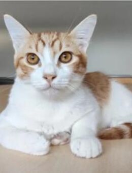 Gatino (mit Marimba) - süßes Katerchen - Wilhelmsfeld