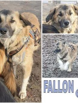 FALLON -sehr angenehme Zeitgenossin- - Duisburg