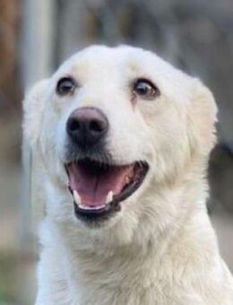 BELLA 2 ist eine Traumhündin - Hof