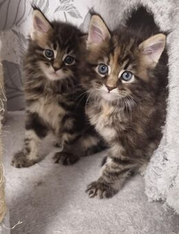 Reinrassige Maine-Coon-Kätzchen - Hamburg