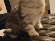BkH Bärchen Kater) - Oldenburg