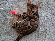 Reinrassige bengal kitten Katze Kater - Linkenheim-Hochstetten