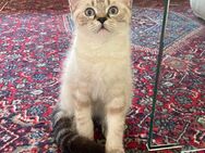 Kitten abzugeben - Augsburg