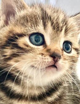 BkH Kitten reinrassig Silver tabby - Bremen
