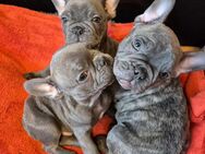 Französische Bulldogge Welpen Jungs Männchen und Weibchen Blue Line Grau blau - Hannover Herrenhausen-Stöcken