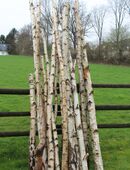 Birkenstämme zum Basteln, Heimwerken, zur Gartengestaltung in 58809