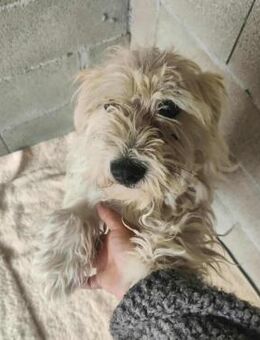 Bobo, wunderbarer, verspielter Wuschel - Köln