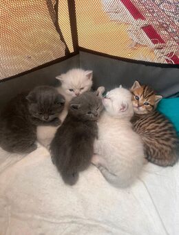 BKH Kitten - Erftstadt
