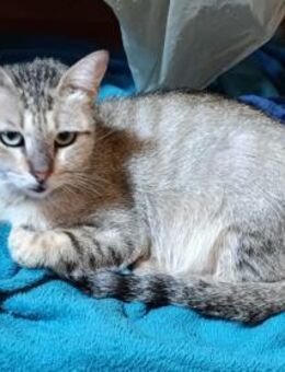 Chiara, junge Sizilianerin nun in D - Oberhausen (Rheinland-Pfalz)