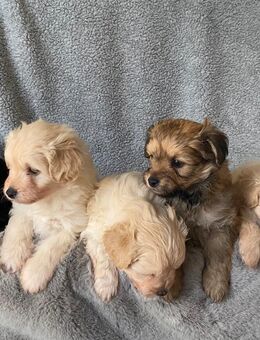 Pomapoo Welpen - Pomeranian/Kleinspitz Mix × Zwergpudel, liebevoll aufgezogen, Abgabe ab Ende Januar nach individueller Entwicklung der Welpen - Lichtenau (Nordrhein-Westfalen)