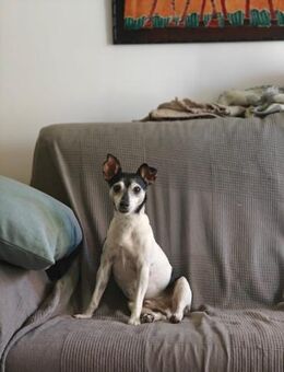 Quenepo - sanfter Hundesenior - Ratekau