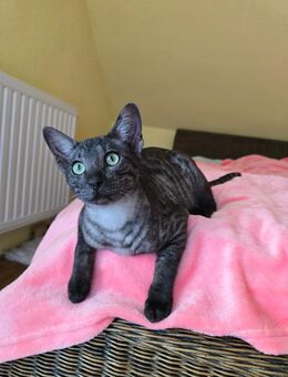 Herz zu erobern🐈‍⬛❤️ - Willich