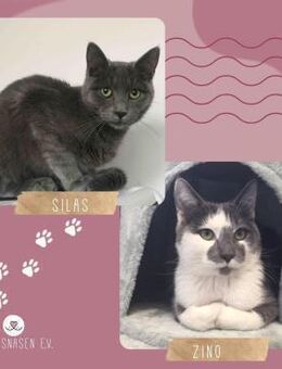 Kater Silas und Zino suchen Dich - Lalendorf
