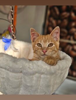 Simba sucht dringlich ein neues Zuhause samt Zubehör - Halle (Saale)