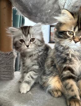 Baby Katze Perser-Britisch Langhaar mix Abgabebereit - Düsseldorf