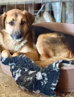 Kimmi, gross und lieb - Bochum