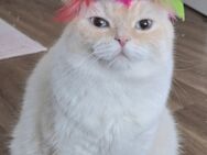 Eine BKH Katze - Dresden