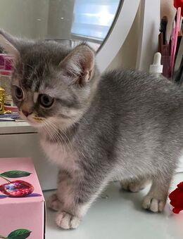 Bkh kitten von odd-eyed Mama - Frankfurt (Main) Zeilsheim