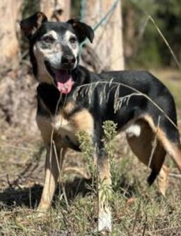Lello sucht ruhige fürsorgliche Menschen - Untergruppenbach