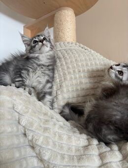 Maine coon kitten - Gelsenkirchen
