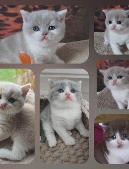 Britisch Kurzhaar Kater mit Stammbaum - Arenshausen