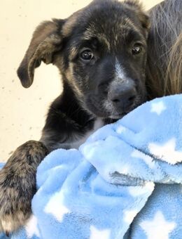 Bilbo sucht ein Zuhause - Arnsberg