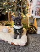 Französische Bullgogge Welpen aus liebvoller Familienaufzucht in 06679